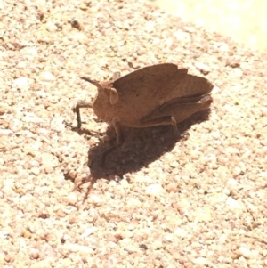 Goniaea sp. (genus) at Aranda, ACT - 28 Sep 2020