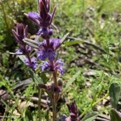 Ajuga australis (Austral Bugle) at Molonglo Gorge - 5 Oct 2020 by KL