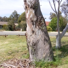 Eucalyptus blakelyi (Blakely's Red Gum) at Curtin, ACT - 5 Oct 2020 by MichaelMulvaney