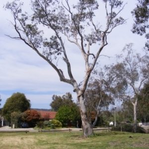 Eucalyptus blakelyi at Curtin, ACT - 5 Oct 2020