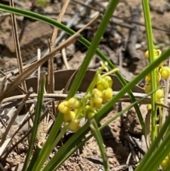 Lomandra filiformis (Wattle Mat-rush) at Kowen, ACT - 5 Oct 2020 by KL