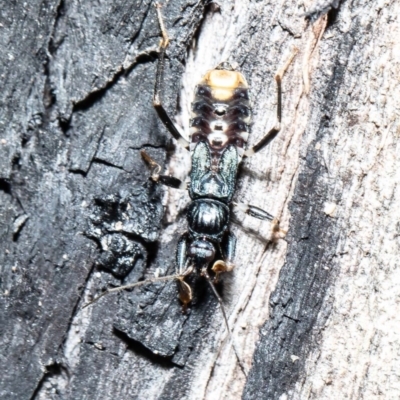 Peiratinae sp. (subfamily) (Assassin bug) at Acton, ACT - 1 Oct 2020 by Roger