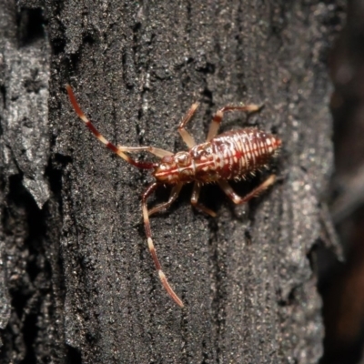 Unverified True bug (Hemiptera, Heteroptera) at ANBG - 1 Oct 2020 by Roger