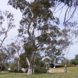 Eucalyptus blakelyi at Curtin, ACT - 5 Oct 2020