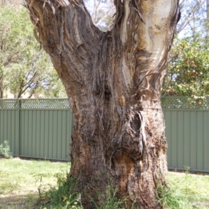 Eucalyptus melliodora at Curtin, ACT - 5 Oct 2020 02:52 PM