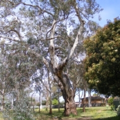 Eucalyptus melliodora at Curtin, ACT - 5 Oct 2020