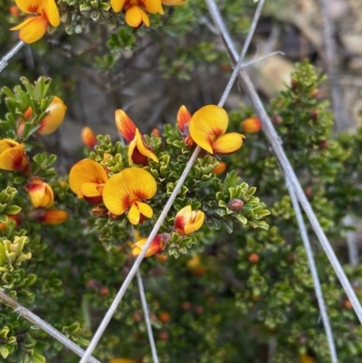 Pultenaea microphylla (Egg and Bacon Pea) at Molonglo Gorge - 5 Oct 2020 by KL