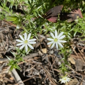 Stellaria pungens at Kowen, ACT - 5 Oct 2020