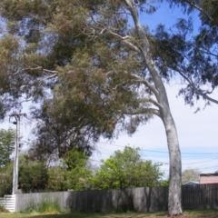 Eucalyptus mannifera (Brittle Gum) at Curtin, ACT - 5 Oct 2020 by MichaelMulvaney