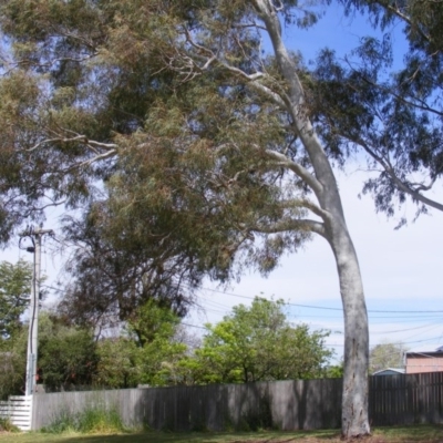 Eucalyptus mannifera (Brittle Gum) at Curtin, ACT - 5 Oct 2020 by MichaelMulvaney