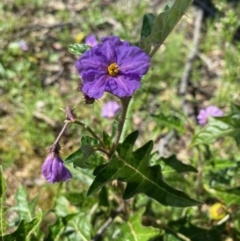 Solanum cinereum (Narrawa Burr) at Kowen, ACT - 5 Oct 2020 by KL