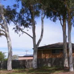 Eucalyptus mannifera (Brittle Gum) at Curtin, ACT - 5 Oct 2020 by MichaelMulvaney