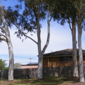 Eucalyptus mannifera at Curtin, ACT - 5 Oct 2020