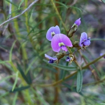 Glycine clandestina (Twining Glycine) at Kowen, ACT - 5 Oct 2020 by KL