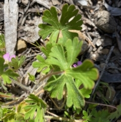 Geranium (genus) (Geranium) at Kowen, ACT - 5 Oct 2020 by KL