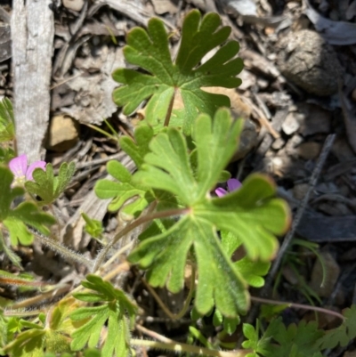 Geranium sp. (Geranium) at Molonglo Gorge - 5 Oct 2020 by KL