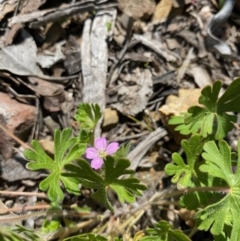 Geranium sp. at Kowen, ACT - 5 Oct 2020