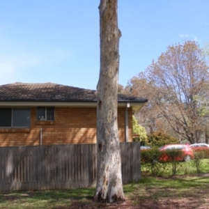 Eucalyptus mannifera at Curtin, ACT - 5 Oct 2020