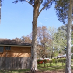 Eucalyptus mannifera at Curtin, ACT - 5 Oct 2020