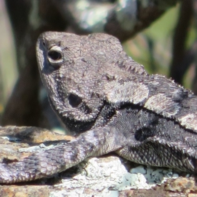 Amphibolurus muricatus (Jacky Lizard) at Coree, ACT - 2 Oct 2020 by Christine