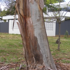 Eucalyptus globulus subsp. bicostata at Curtin, ACT - 5 Oct 2020