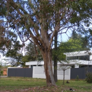 Eucalyptus globulus subsp. bicostata at Curtin, ACT - 5 Oct 2020