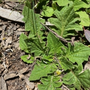 Cymbonotus sp. (preissianus or lawsonianus) at Kowen, ACT - 5 Oct 2020