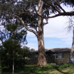 Eucalyptus globulus subsp. bicostata at Curtin, ACT - 5 Oct 2020