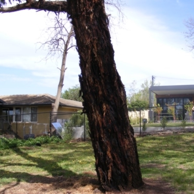 Eucalyptus melliodora (Yellow Box) at Curtin, ACT - 5 Oct 2020 by MichaelMulvaney