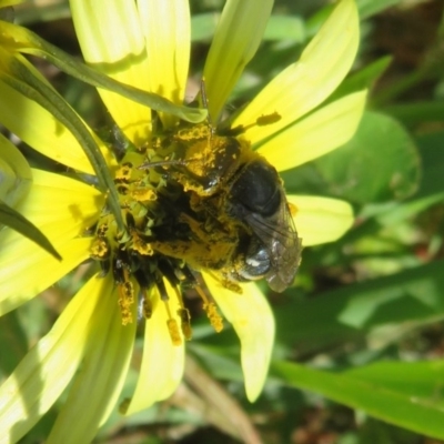 Lipotriches (Austronomia) australica at Stromlo, ACT - 4 Oct 2020 by Christine