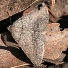 Taxeotis (genus) at Paddys River, ACT - 4 Oct 2020 02:59 PM