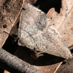 Taxeotis (genus) at Paddys River, ACT - 4 Oct 2020 02:59 PM