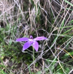 Glossodia major (Wax Lip Orchid) at Kambah, ACT - 4 Oct 2020 by Nat