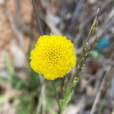 Craspedia variabilis (Common Billy Buttons) at Griffith, ACT - 5 Oct 2020 by AlexKirk