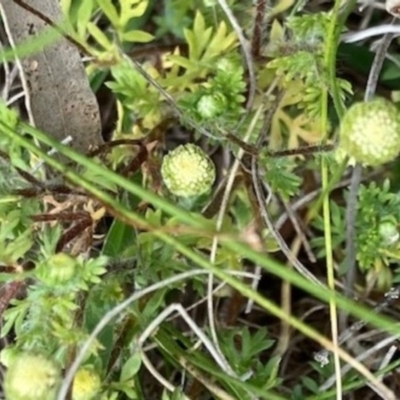 Cotula australis (Common Cotula, Carrot Weed) at Griffith, ACT - 5 Oct 2020 by AlexKirk