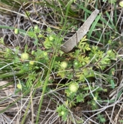 Cotula australis at Griffith, ACT - 5 Oct 2020