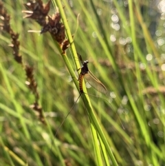 Ephemeroptera (order) (Unidentified Mayfly) at Murrumbateman, NSW - 4 Oct 2020 by SimoneC