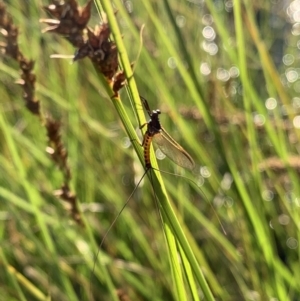 Ephemeroptera (order) at Murrumbateman, NSW - 4 Oct 2020