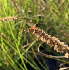 Ephemeroptera (order) at Murrumbateman, NSW - 4 Oct 2020