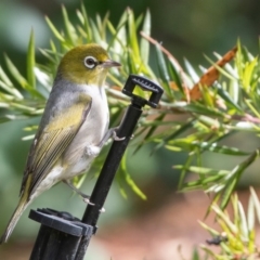 Zosterops lateralis (Silvereye) at Albury, NSW - 27 Sep 2020 by ghardham