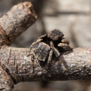 Maratus vespertilio at Macgregor, ACT - 5 Oct 2020