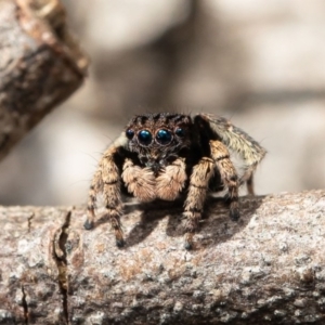 Maratus vespertilio at Macgregor, ACT - 5 Oct 2020