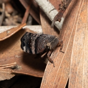 Platybrachys decemmacula at Bruce, ACT - 5 Oct 2020