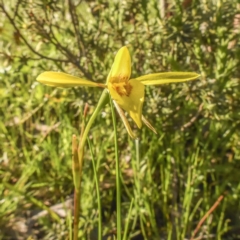 Diuris chryseopsis (Golden Moth) at Mulligans Flat - 4 Oct 2020 by C_mperman