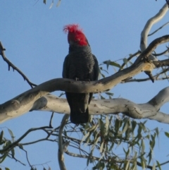 Callocephalon fimbriatum (Gang-gang Cockatoo) at Deakin, ACT - 4 Oct 2020 by AdventureGirl