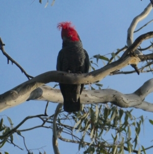 Callocephalon fimbriatum at Deakin, ACT - suppressed