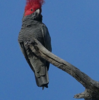 Callocephalon fimbriatum (Gang-gang Cockatoo) at Red Hill, ACT - 4 Oct 2020 by AdventureGirl