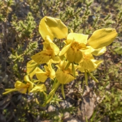 Diuris sp. (hybrid) (Hybrid Donkey Orchid) at Mulligans Flat - 4 Oct 2020 by C_mperman