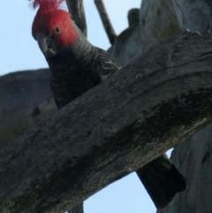 Callocephalon fimbriatum (Gang-gang Cockatoo) at Red Hill, ACT - 4 Oct 2020 by AdventureGirl