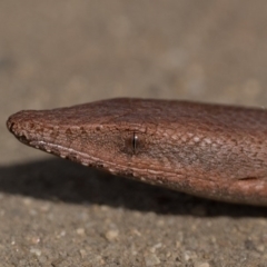 Lialis burtonis (Burton's Snake-lizard) at Lower Molonglo - 5 Oct 2020 by patrickcox